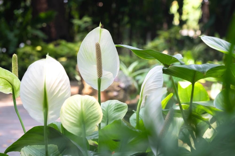 Ideal indoor plants