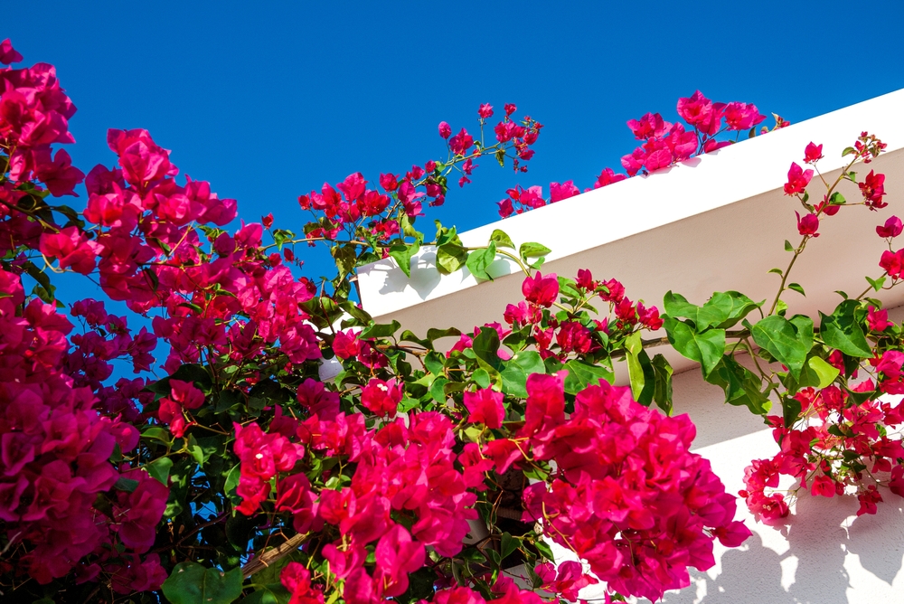 Plants & Shrubs